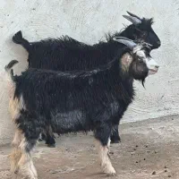 کهره نر ترکی چاق