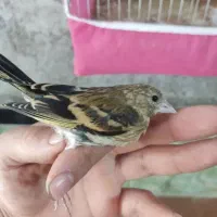 جوجه سهره قناری