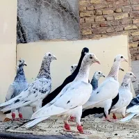 کفتر سار خوشرنگ