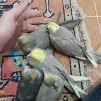 جوجه عروس هلندی