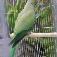 طوطی ملنگو نر ۳ ساله
