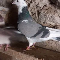 پنج کبوتر ملاقی|پرنده|قرقری, |دیوار