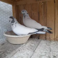 ۱۳ عدد گرفتنی پرشی|پرنده|قم, شهرک مهدیه (مدرس)|دیوار