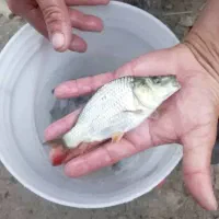 ماهی کپورزبرو زرنگ عمده|ماهی|رشت, حومه رشت|دیوار