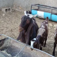 بز پاکستانی