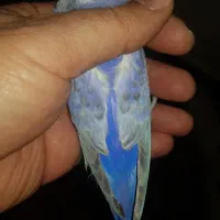 مرغ عشق رینبو