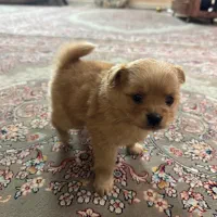 سگ پامر|سگ|مشهد, یاس|دیوار