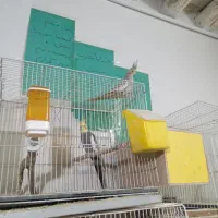 عروس فرنگی و مرغ عشق