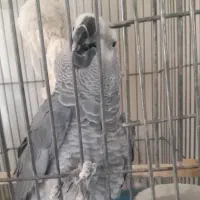 طوطی خوش رخت