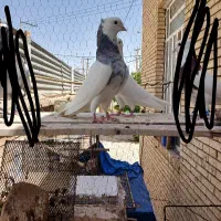 کفتر یا کبوتر طوقی معاوضه با عروس هلندی|پرنده|بافق, |دیوار