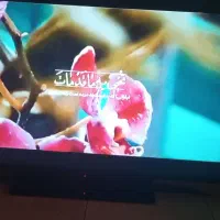 تلویزیون LED 50اینچ Full HD|تلویزیون و پروژکتور|ارومیه, |دیوار