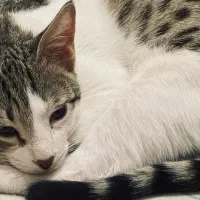 واگذاری گربه dsh