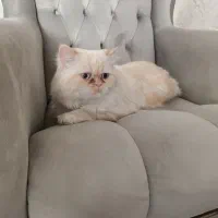 گربه پرشین هیمالیا|گربه|اصفهان, ملک‌شهر|دیوار