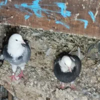 کبوتر ابلغ شازده سبز