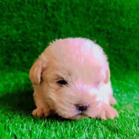 واگذاری شیتزو سوپر تریر مینیاتوری وارداتی|سگ|تبریز, |دیوار