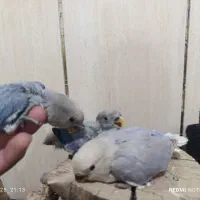 طوطی کوتوله برزیلی|پرنده|شهرضا, |دیوار