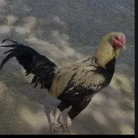 خروس دشتی نسلدار 3 تومن