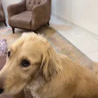 ۱۰ میلیون مژدگانی سگ گم شده|حیوانات|باغ ملک, |دیوار