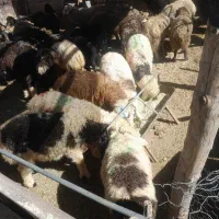 فروش بره سبک پای پروار وبره چاق گوشتی قیمت ۵۴۰