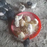 جوجه لاری|حیوانات مزرعه|تهران, تهرانسر شمالی|دیوار