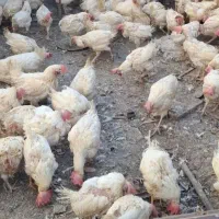 مرغ ماشینی کشتنی