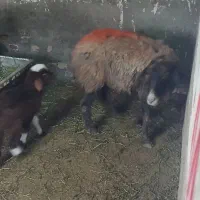 سلام ۴عددمیش زاید