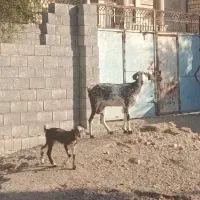 کهره نر و ماده|حیوانات مزرعه|بندرعباس, |دیوار