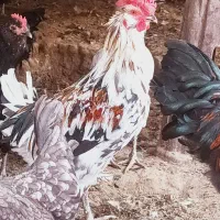 تخم نطفه دار|حیوانات مزرعه|محمدشهر, شهرک پیام (مهرالبرز)|دیوار