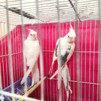 عروس هلندی آلبینو فوری