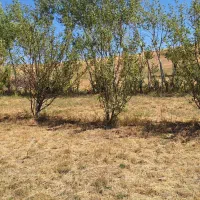 زمین آبی.اراضی و باغی|فروش زمین و ملک کلنگی|هیر, |دیوار