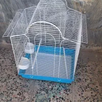 قفس عروس هلندی بزرگ