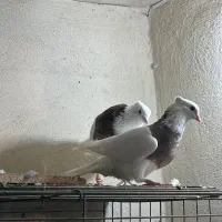 طوقی|پرنده|آبادان, |دیوار