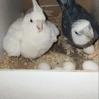 یک جفت عروس هلندی آلبینو و وایت فیس|پرنده|قم, ناصردیوان|دیوار