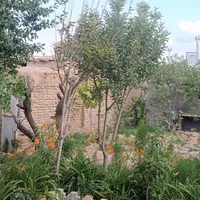 خانه ویلایی با درختان میوه روستای صنوبر|فروش خانه و ویلا|تربت‌حیدریه, بالا ولایت|دیوار