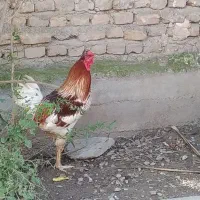 خروس محلی زیبا و دوعدد مرغ محلی سیاه