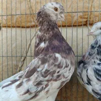 کبوتر|پرنده|ابریشم, |دیوار