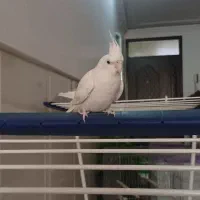 عروس هلندی البینو|پرنده|قم, شهرک امام حسن|دیوار