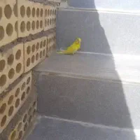 دوعدد مرغ عشق کمشده