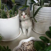 گربه گم شده بهارستان