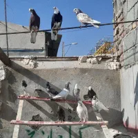 کبوتر واقعا خاص|پرنده|سلماس, |دیوار