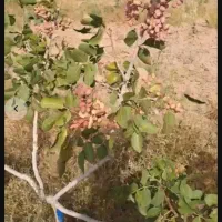 باغ پسته