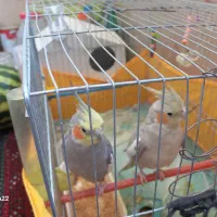 عروس هلندی|پرنده|تهران, سوهانک|دیوار
