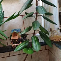گل طبیعی|گل و گیاه طبیعی|کرمانشاه, |دیوار