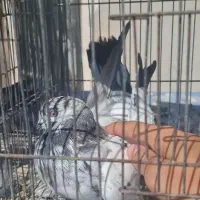 کبوتر مفلق دم سبز پرشی به شرط