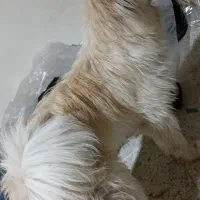 سگ چاعو چاعو