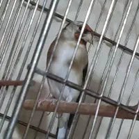 سهره ماده