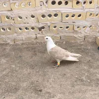 کفتر کلاغ کربلائی|پرنده|مشهد, امام خمینی|دیوار