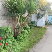 فروش گل یوگا|گل و گیاه طبیعی|بندر انزلی, چهارفریضه|دیوار