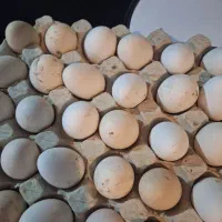 تخم نطفه دار گلین اصل