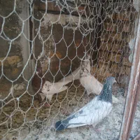 چهار تا نر کفتر  خوب درجه یک پرشی وسالم فروشی|پرنده|بافق, |دیوار